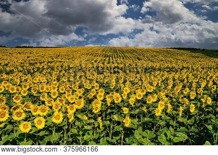 Sunflower Field Landscape, Yellow Flower Heads In Bloom