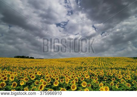Sunflower Field Landscape, Yellow Flower Heads In Bloom