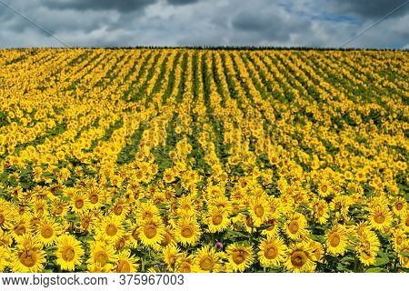 Sunflower Field Landscape, Yellow Flower Heads In Bloom