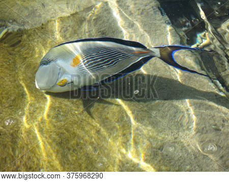 A Beautiful Blue Fish In Clear Water, In Which The Glare Of The Sun Plays.view From Above