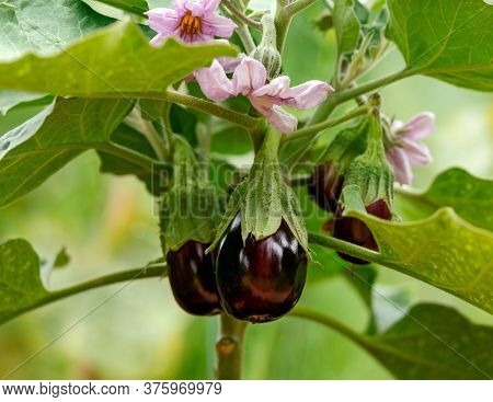 Prolific Black Beauty Eggplant, Aubergine Fruits Hanging On Plant With Flowers In Summer Garden