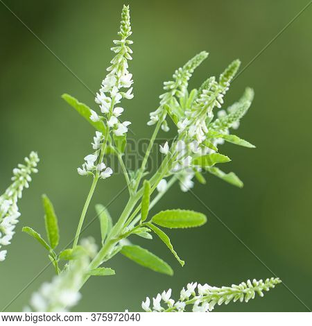 Beautiful Delicate Melilot Flowers Collected In Funny Inflorescences