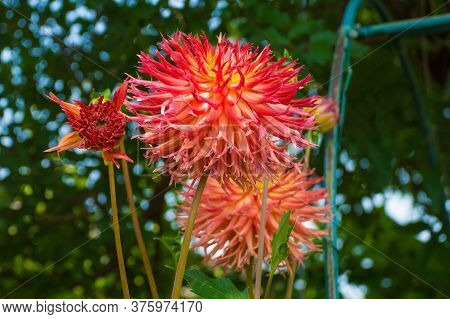 The Large Flowers And An Opening Bud Of An Aitara Bronwyn Dahlia. This Herbaceous Fimbriated Lacinia