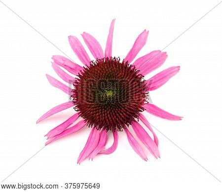 Echinacea Flowers Close Up Isolated On White Backgrounds. Medicinal Herbs.