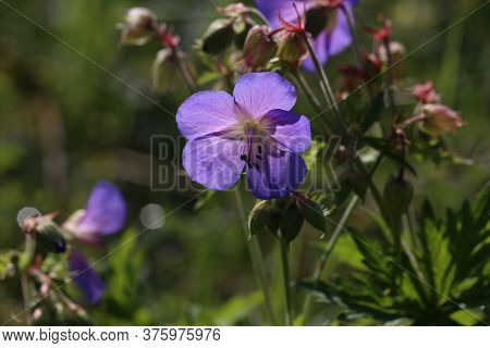 Delicate Blue Flowers Of The Meadow Geranium
