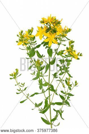 St. Johns Wort Flowers, Isolated On White Background. Hypericum Flowers Close Up.