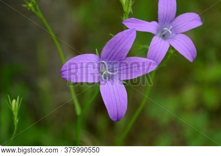 Delicate Blue Bell Flowers On The Flowerbed In Summer Among Green Grass In The Garden. They Are Wond