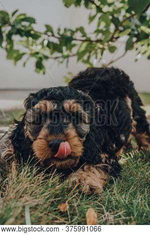 Cheeky Two Months Old Cockapoo Puppy Inviting To Play In The Garden, Tongue Out, Selective Focus On 