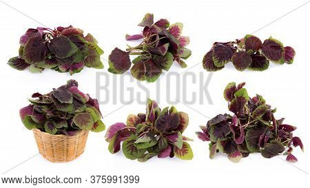Closeup Red Spinach Isolated On White Background