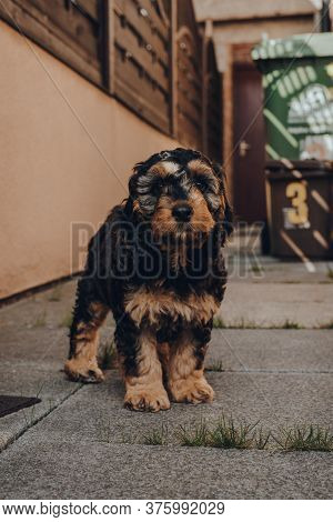 Portrait Of A Cute Two Month Old Cockapoo Puppy Standing In The Shade On A Patio, Looking At The Cam