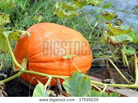 Citrouille extra-large