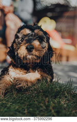 Portrait Of A Cute Two Month Old Cockapoo Puppy Relaxing In The Garden, Looking At The Camera, Selec