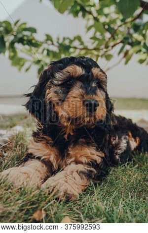 Portrait Of A Cute Two Month Old Cockapoo Puppy Relaxing On A Grass In The Garden, Looking To The Si