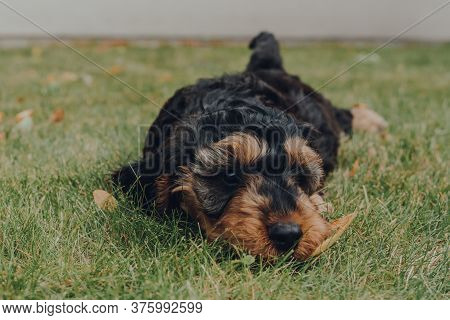Cute Tired Two Month Old Cockapoo Puppy Laying And Relaxing On Green Grass In The Garden, Selective 