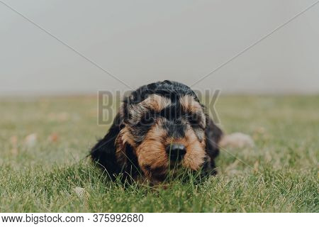 Close Up Portrait Of A Two Month Old Cockapoo Puppy Laying And Relaxing On A Grass In The Garden, Lo