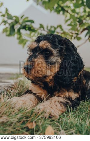 Portrait Of A Two Month Old Cockapoo Puppy Relaxing On A Grass In The Garden, Looking To The Side, S