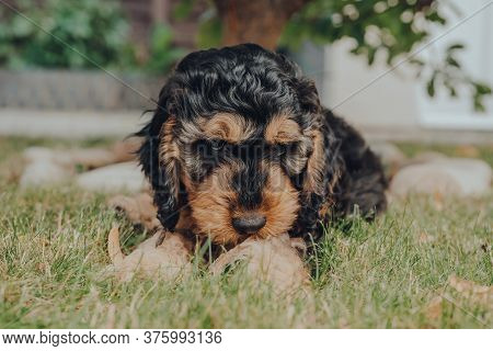 Cheeky Two Month Old Cockapoo Puppy Relaxing On A Grass In The Garden, Looking At The Camera, Select