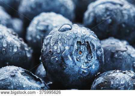 Blueberries Close-up In Full Screen With Dew Drops.