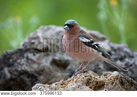 Pinzon Vulgar, Bullfinch, On A Rock, Wildlife In Alava