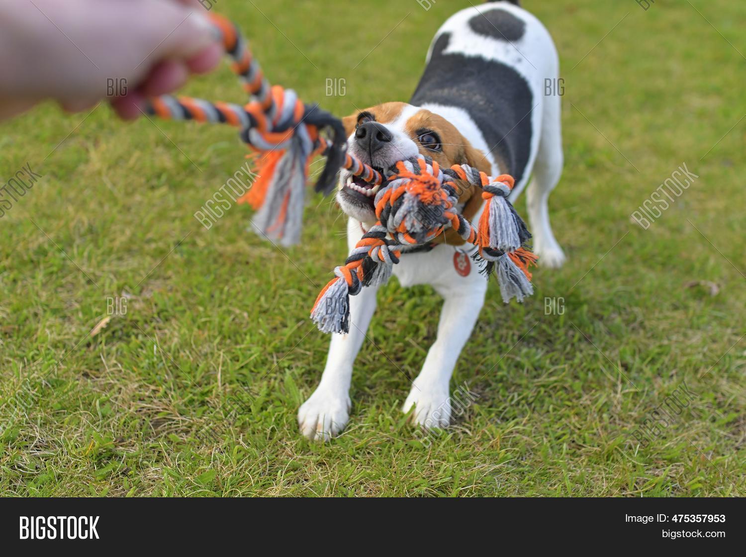Dog Playing Tugwar Image & Photo (Free Trial) Bigstock
