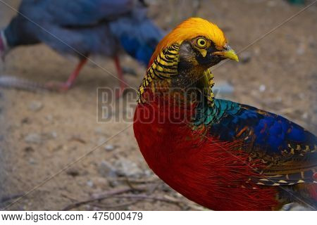 Colorful Exotic Bird Of A Golden Phesant In A Zoo In Summer
