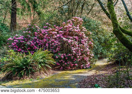 A View Of A Giant Pink Rhododendron Bush At The Rhododendron Species Botantical Garden In Federal Wa