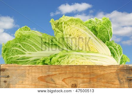 fresh chinese cabbage in a wooden crate against a blue sky with clouds