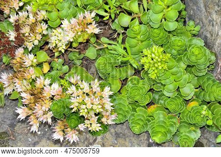 White Pink Blossoming Of Sedum Spurium - Stonecrop, A Succulent Groundcover On Summer Garden Roсkery