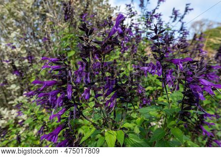Salvia Amistad Flowers