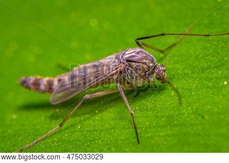 A Non-biting Midge Rests On A Leaf. Raleigh, North Carolina.