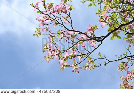 Flowering Dogwood ( Cornus Florida ) Pink Flowers. Cornaceae Deciduous Flowering Tree Native To Nort