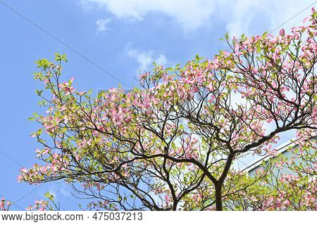 Flowering Dogwood ( Cornus Florida ) Pink Flowers. Cornaceae Deciduous Flowering Tree Native To Nort