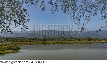 Branches Of Trees With Green Leaves Against A Blue Sky. Green Vegetation On The Shores Of A Calm Lak