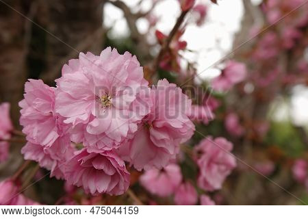 Natural Closeup On The Rich Pink Colored Seasonal Blossoming Japaneses Cherry Tree, Prunus Serratula
