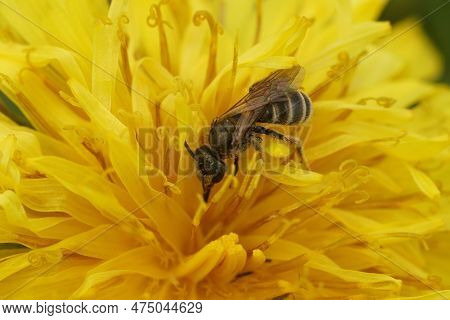 Natural Close-up On Female Small Bronze Furrow Bee, Halictus Tumulorum In A Yellow Dandelion Flower