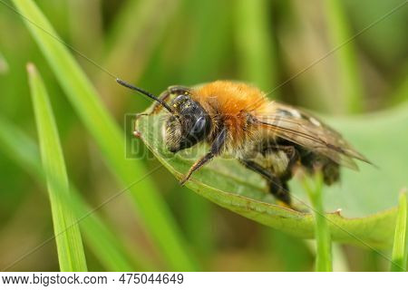 Shallow Focus Closeup On A Female Grey-patched Miing Bee, Andrena Nitida, Sitting On A Green Leaf Ag