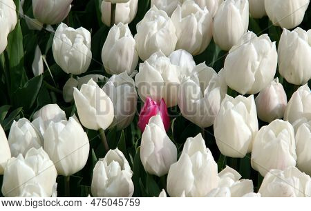 White Tulips With One Pink Tulip In The Center Close Up In Goztepe Park During The Annual Istanbul T