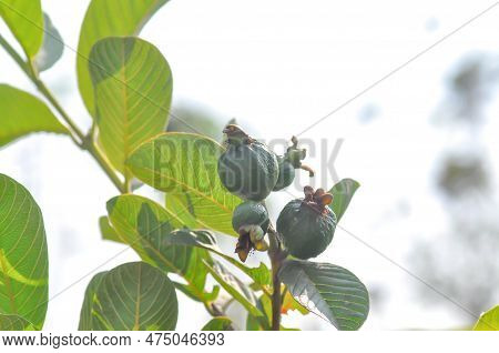 Guava Tree, Myrtaceae Or Psidium Guajava Linn Or Guave Seed