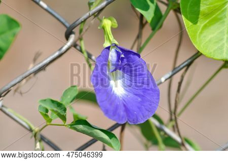 Butterfly Pea , Blue Pea Flower Or Purple Flower On The Fence
