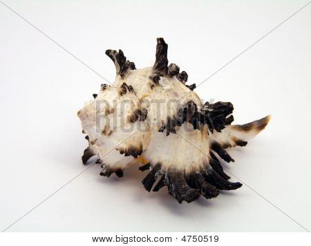 Mollusk