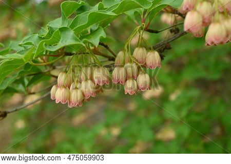 Redvein Enkianthus ( Enkianthus Campanulatus ) Flowers. Ericaceae Deciduous Shrub Endemic To Japan. 