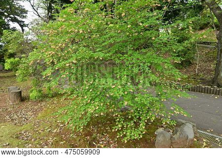Redvein Enkianthus ( Enkianthus Campanulatus ) Flowers. Ericaceae Deciduous Shrub Endemic To Japan. 