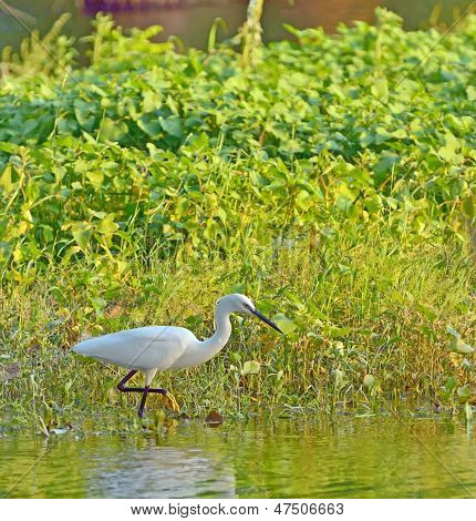 Seidenreiher (Egretta Garzetta)