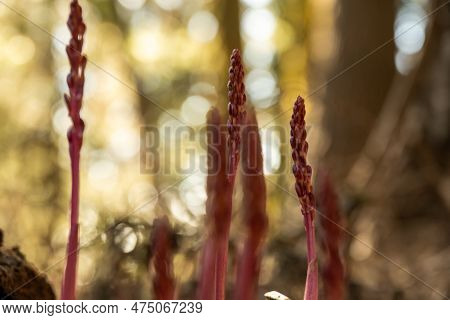 Pinedrop Trips Look Like Red Asparagus But Are Actually Pine Parasites In Oregon Forest