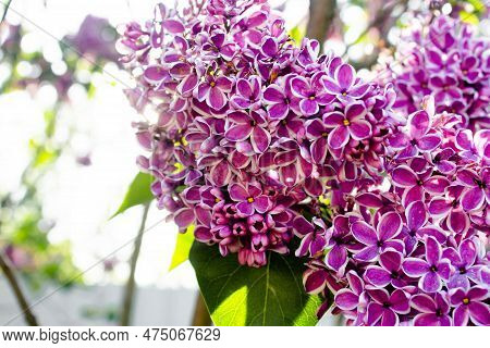 Big Lilac Branch Bloom. Spring Purple Lilac Flowers Close-up On Blurred Background. Bouquet Of Purpl