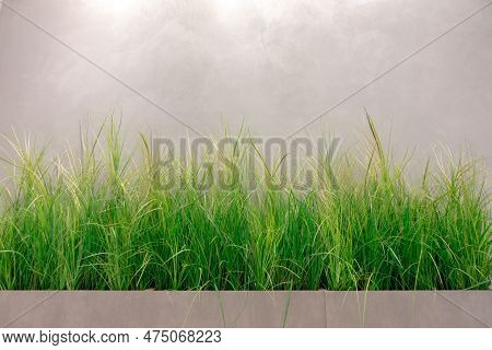 Ornamental Perennial Grasses And Follage Near Grunge Concrete Wall Background. Urban Environment Imp