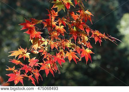 Autumn Leaves In Enkoji Temple, Kyoto, Japan