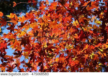 Autumn Leaves In Enkoji Temple, Kyoto, Japan
