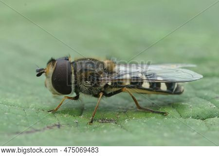 Natural Closeup On A Pied Hoverfly, Scaeva Pyrastri Sitting On A Green Leaf