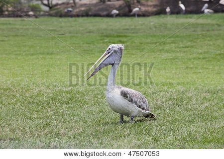 Pellicano uccello sul campo di erba verde